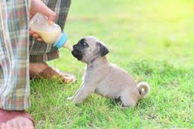 Technically speaking, pets like dogs can drink almond milk. Can Puppies Drink Evaporated Milk Dogdorable