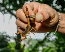 Image result for Scorpion