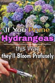 If You Prune Hydrangeas This Way They Ll Bloom Profusely Growing Hydrangeas Hydrangea Garden Pruning Hydrangeas