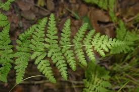 Image result for Woodsiaceae