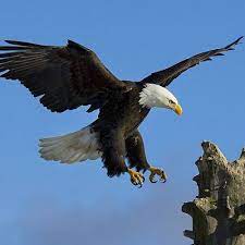 Unduh 5000 Koleksi Gambar Elang Terkeren Di Dunia Animal Mashups Eagle Wallpaper Weird Animals