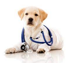 We pride ourselves on providing treatment choices for each appointment, so you can. Animal Health Care Center Home Facebook