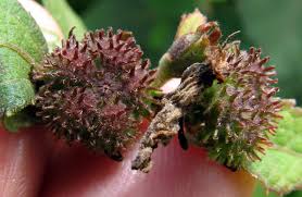 Image result for Urena