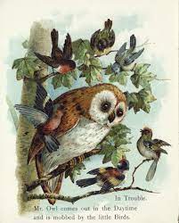 Vintage Owl Illustration From Birds In Their Homes London New York Raphael Tuck Sons Owls Drawing Owl Illustration Bird Art