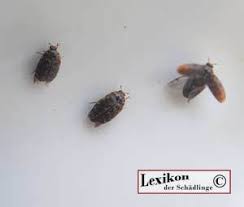 Ganz besonders eklig sind teppichkäfer larven im bett. Australischer Teppichkafer Lexikon Der Schadlinge Erkennen Und Bekampfen