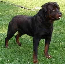 This advert is located in and around rossendale. Akc Rottweiler Breeder Rottweiler Puppies For Sale Rottie Breed Information Ohio