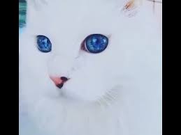 Cats are beautiful, there's no doubt about that. Most Beautiful Cat Eyes In The World Youtube