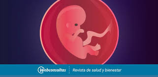Semana 9 De Embarazo Segundo Mes De Embarazo