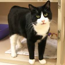 Black And White Tuxedo Cat Adopted Zorro Is A 2 Year Old Male Black And White Tuxedo Domestic Short Hair He Is A Gallant Young Cat Who Doesn T Lucky Dogs Black And White Tuxedo Cats