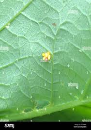 Image result for Pterygota