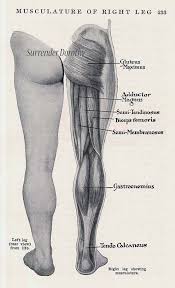 leg butt muscles posterior muscular system human anatomy