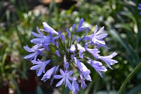 Image result for Agapanthus codii