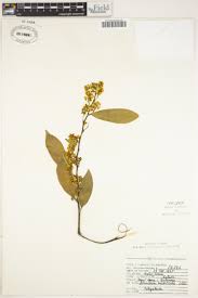 Image result for Carpolobia goetzei