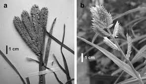 Image result for Eleusine kigeziensis