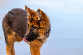 The american kennel club describes their temperament as confident, courageous, and smart herding dogs.﻿﻿ Ultimate List Of The Top 300 German Shepherd Dog Names Cute Badass And Police Dog Name Ideas