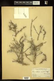 Image result for Commiphora pteleifolia