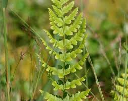 Image result for Dryopteris