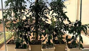 ادوات الزراعة المائية في السعودية 2020 Healthy Plant