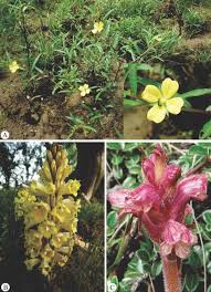 Image result for Aneilema dispermum