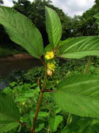 Image result for Corchorus aestuans