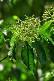 Image result for Rauvolfia vomitoria