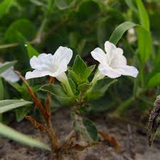 Image result for Ruellia patula