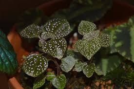 Image result for Calvoa