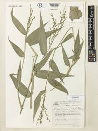 Image result for Acroceras