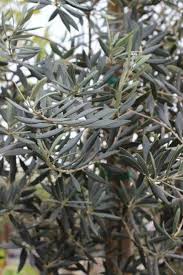 Image result for Olea