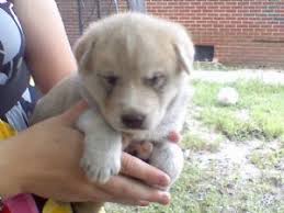 These puppies will be very tiny and not. Siberian Husky Puppies In Tennessee