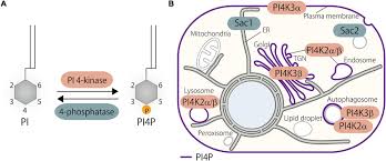 Check spelling or type a new query. Frontiers Functions Of Oxysterol Binding Proteins At Membrane Contact Sites And Their Control By Phosphoinositide Metabolism Cell And Developmental Biology
