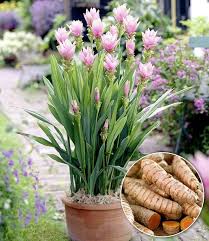 Kurkuma Pflanze Curcuma Longa 1 Pflanze Balkonpflanzen Curcuma Kurkumapflanze Longa1 Pflanze In 2020 Growing Food Plants Work Health