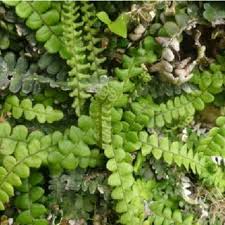 Image result for Blechnum punctulatum