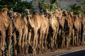 Sherif ali, won over, burns lawrence's the various tribes argue among themselves and in spite of lawrence's insistence, cannot unite against. Ethiopia Africa Dromedary Camel Caravan Developing Country Means Of Transport Travel Culture Pikist