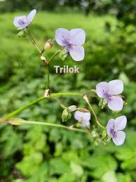 Image result for Murdannia semiteres