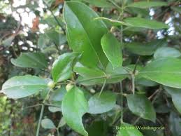 Image result for Azima tetracantha