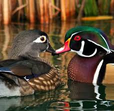 Ducks Greeting Wood Ducks Pet Birds Animals Beautiful