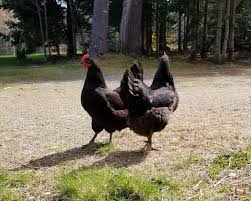 Some of this original stock was imported into australia in the 1890s and early 1900s, and this stock was refined over several generations into the australorp breed. All About The Australorp Chicken Breed Fresh Eggs Daily