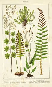 Image result for Schizaeaceae