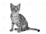 Egyptian Mau - Wikipedia