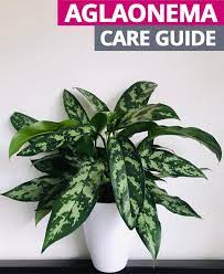 Teaching How To Care For Aglaonema Chinese Evergreens Chinese Evergreen Plant Care Houseplant Plants