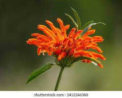 Image result for Leonotis decadonta