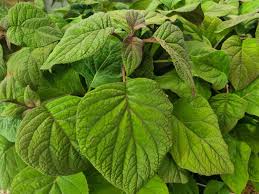 Image result for Bartlettina