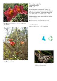 Image result for Fernandoa magnifica