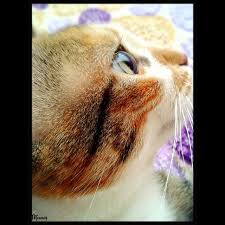 Fotograf Yarismasi Goruntuler Ile Fotograf Yarismasi Fotograf Kedi