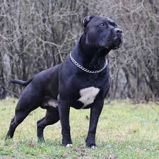 Maybe you would like to learn more about one of these? Staffordshire Terrier For Sale Near Me