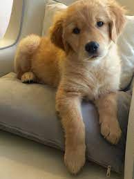 With goldies, they're slow to mature and act like puppies longer than other breeds, which some people. Cutest Golden Retriever Cute Dogs Puppies Cute Puppies