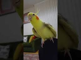 Papaganinizi Konusturun Tiklanma Rekoru Kiran Sultan Papagani Husnu Youtube Papagan Sultan