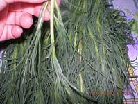 Maybe you would like to learn more about one of these? Cottura Agretti Ricetta Per Cottura Agretti