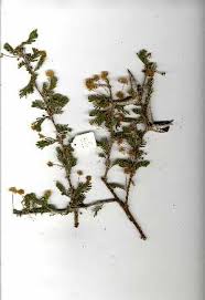 Image result for Acacia luederitzii
